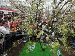 Festival des fleurs de cerisier du Japon à Hanoi 